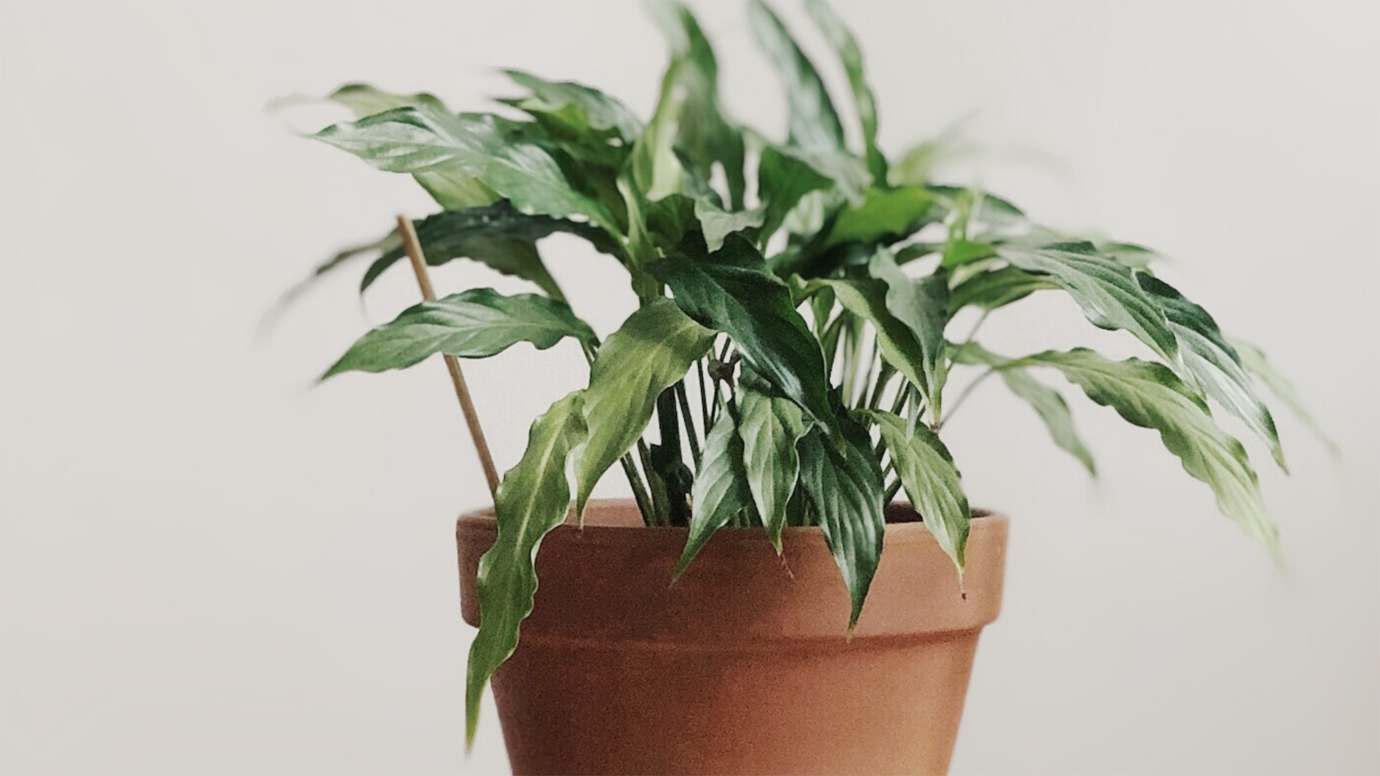 Image of peace lily pot plant