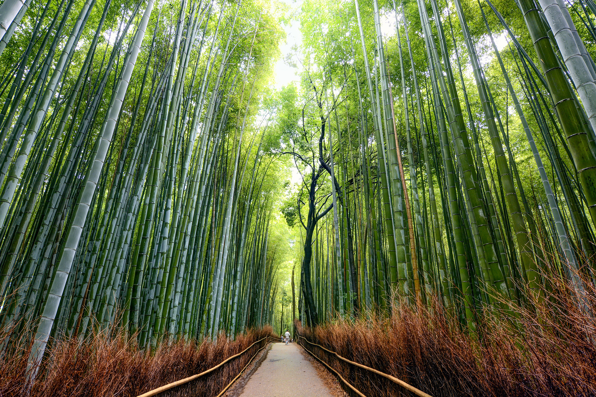 Image of famous Arashiyama Bamboo Forest in Kyoto, Japan
