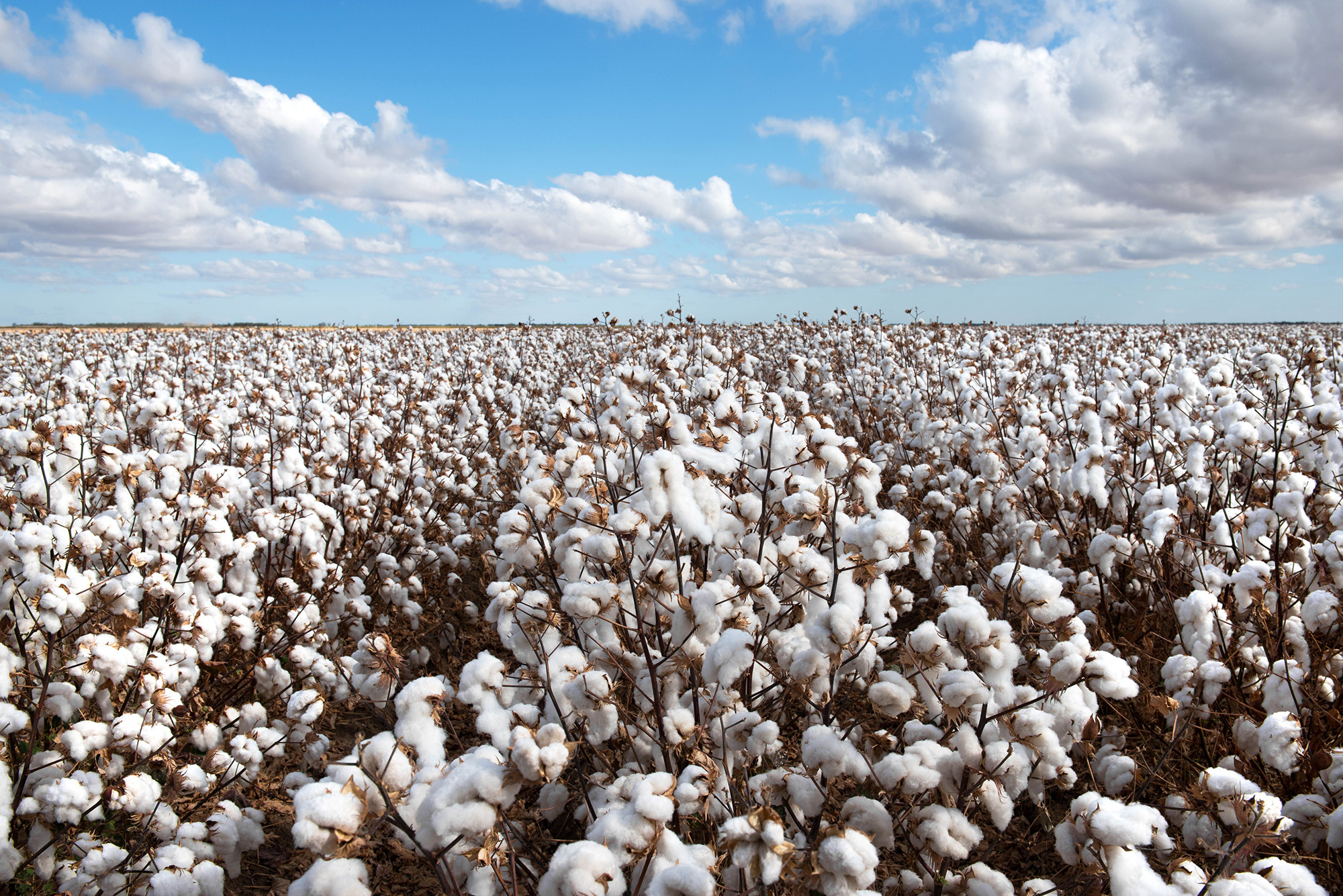 Cotton crop in NSW, Australia